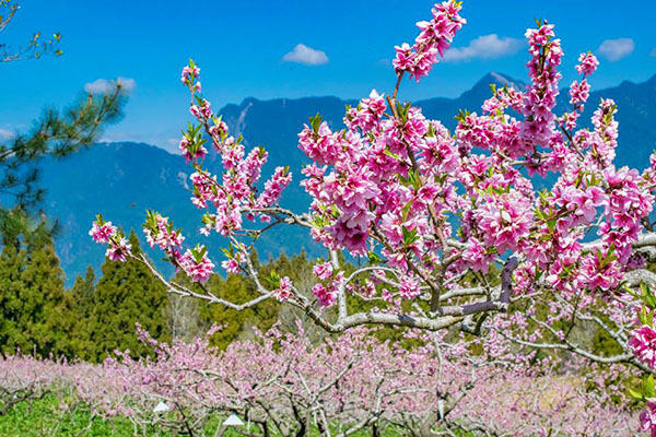 福壽山農場三月的花卉主角桃花，桃紅色朵朵開滿果園，展開浪漫的桃紅花季。