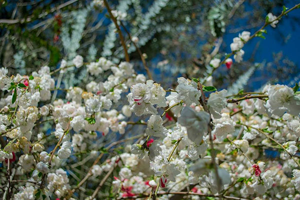 壽山農場可以看到特別的觀賞用白色桃花。