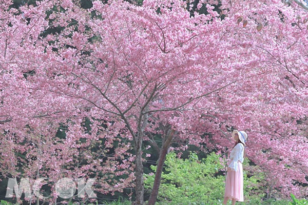 說到春天賞花，從2月開始各地的櫻花一處一處盛開，整個台灣沉醉在粉紅色旋風。(圖／3more_hi4)