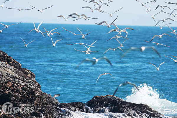 從海上欣賞成群燕鷗，感受碧海藍天的燕鷗之美。 （圖／馬祖國家風景區管理處）