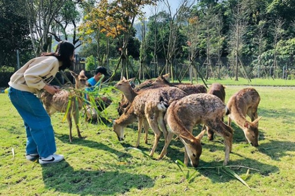 想要餵食可愛的小鹿斑比不用飛日本奈良，來宜蘭就可以。 (圖／斑比山丘，以下同)