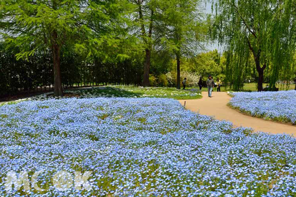 東武珍寶園內粉蝶花的最佳觀賞期為4月上旬至5月上旬