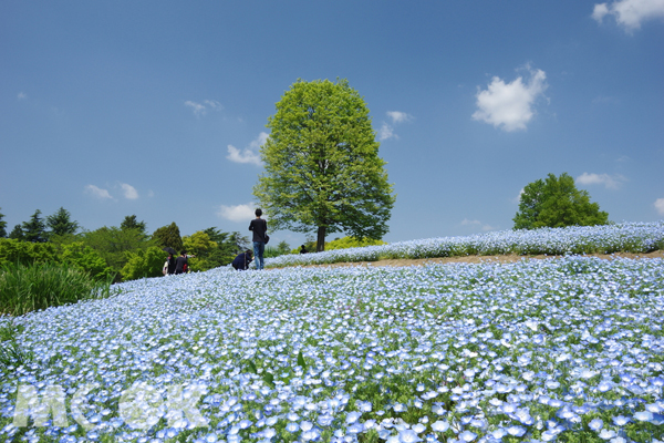 國營昭和紀念公園的粉蝶花最佳觀賞期為4月下旬至5月