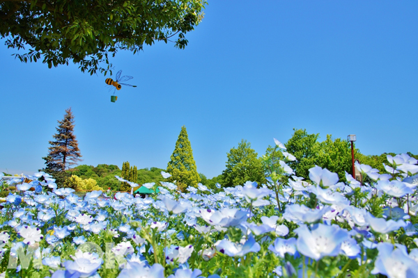 花卉節紀念公園內粉蝶花的最佳觀賞期為4月中旬至下旬