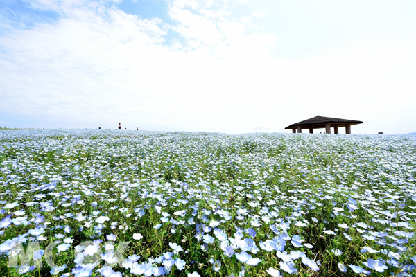 國營海之中道海濱公園粉蝶花的最佳觀賞期為4月上旬至下旬