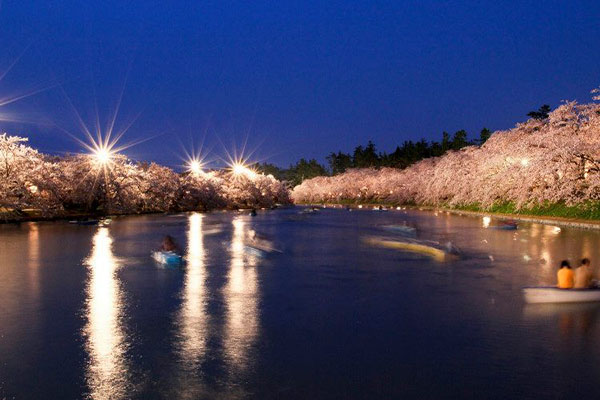 點燈後的夜間櫻花。（圖片來源／青森縣觀光信息）