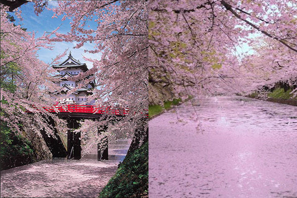 弘前公園櫻花節於4月23日至5月5日之間舉行。（圖片來源／青森縣觀光信息）