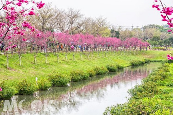 河畔旁延綿的櫻花，美如畫。 (圖／shengkai_travel)