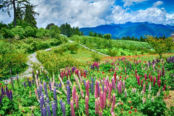 福壽山農場魯冰花。 (圖／福壽山農場)