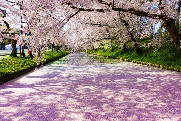 此生必看夢幻美景！五大日本春日絕景