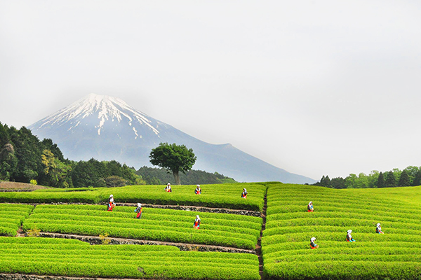 茶田與富士山之美。 (圖／富士山観光交流)