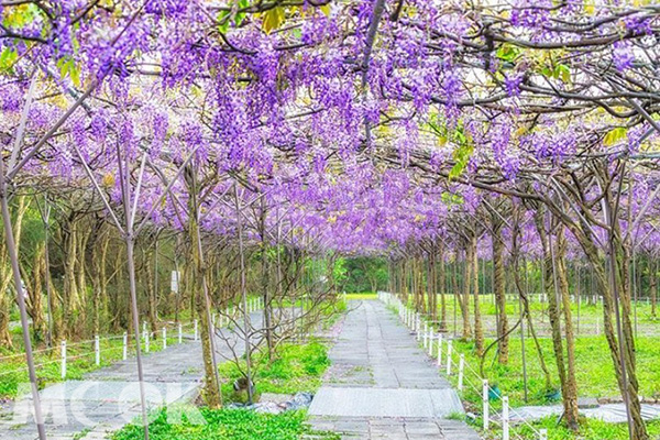 滿園盛開的紫藤花。  (圖／shengkai_travel)