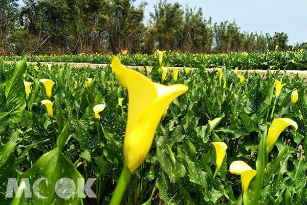 外埔黃海芋為陸生型海芋，與陽明山竹子湖的溼地型海芋品種不同。