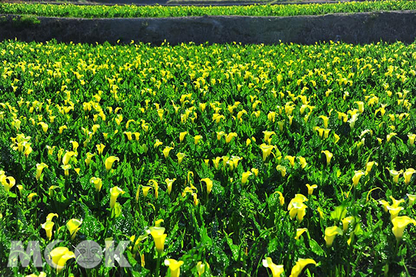 2018年的外埔海芋田花海盛況(圖／黃風)