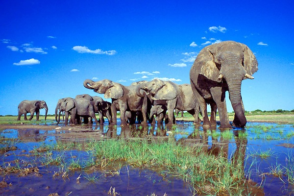 到非洲感受自然的力量與野生動物為伍，享受不一樣的旅行。 (圖／safarisafricana）