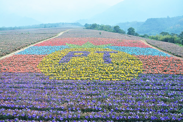 2019繽紛彩旺節的彩繪鳳梨田圖案。