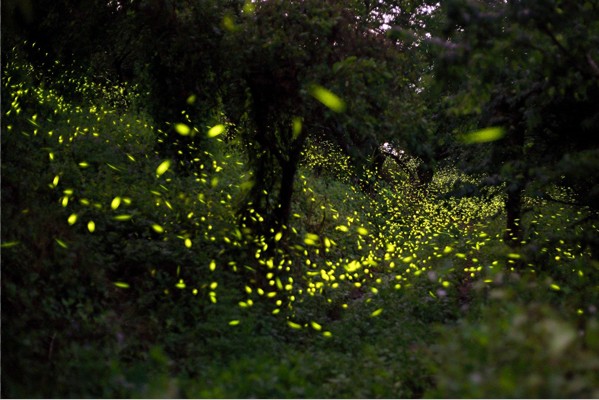 梅嶺伍龍賞螢步道每到4、5月可欣賞美麗螢火蟲發光美景。(圖片來源／台南觀旅局)