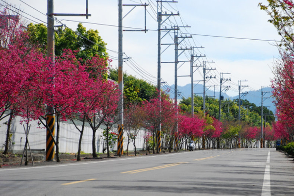 每年春天，新社的櫻花盛開變為浪漫山城。 (圖／觀光局)