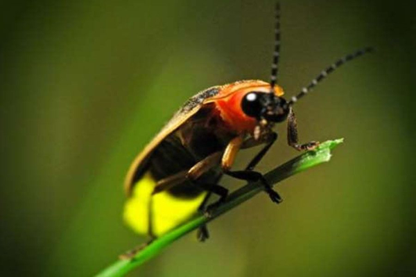螢火蟲是環境評估非常重要的指標。