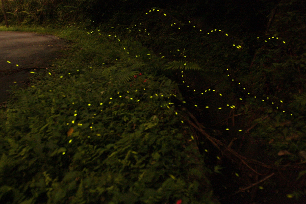 指南溪翩翩起舞的螢火蟲。