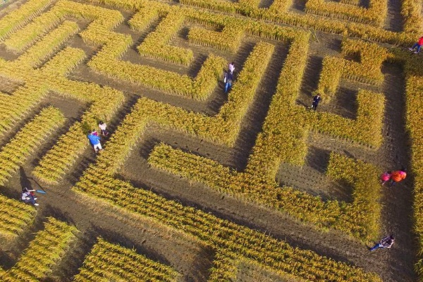 稻田迷宮以高約1公尺的稻穗製作阻擋隔牆，十分有趣好玩。 （圖／竹東地區農會）