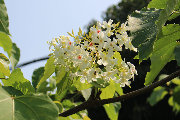 綻放的油桐花。