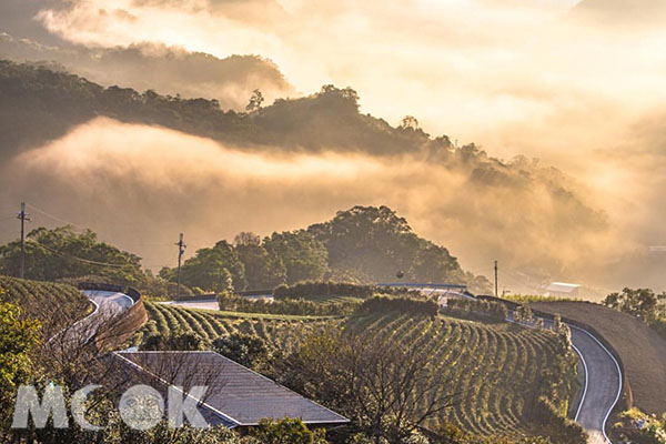 金黃色的雲霧繚繞著茶園，如坪林那樣復古而樸實的山城。 (圖／shengkai_travel)