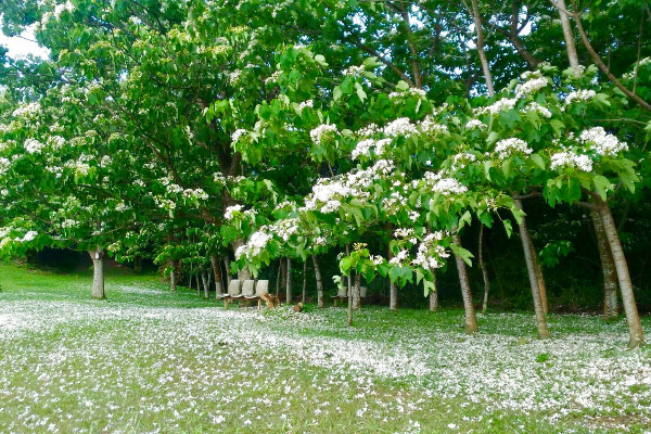 浪漫四月雪翩翩起舞！客家桐花季週末野餐去