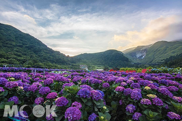 陽明山竹子湖的繡球花美景。 (圖／wind8894)