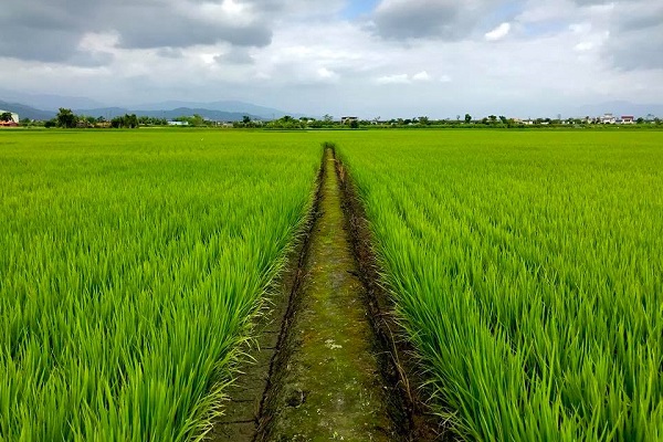 有「宜蘭版的伯朗大道」之稱的三奇稻田區，田間小路最是迷人療癒。