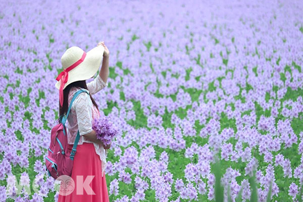 盛大壯觀一片粉霧霧的布袋蓮花海十分夢幻。