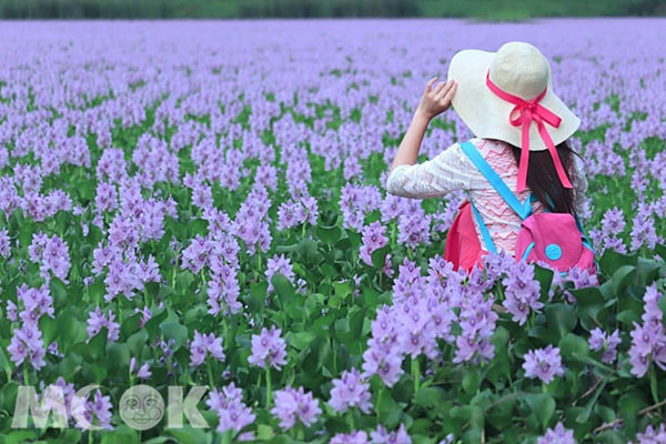 紫藍色花瓣的布袋蓮聚集的美景，吸引許多人駐足觀賞拍照。