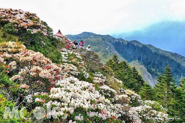 綺麗花海期間限定！高山杜鵑絕美盛開