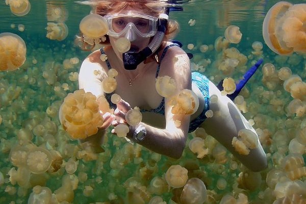 在湖中和超過幾十萬隻無毒水母一同悠游。（圖片來源／Pinterest）