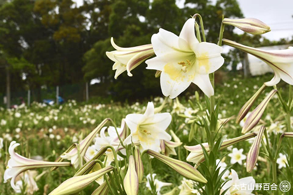 桃園蘆竹大古山野百合復育成功，今年舉辦野百合花季活動(圖／桃園市政府，以下同)