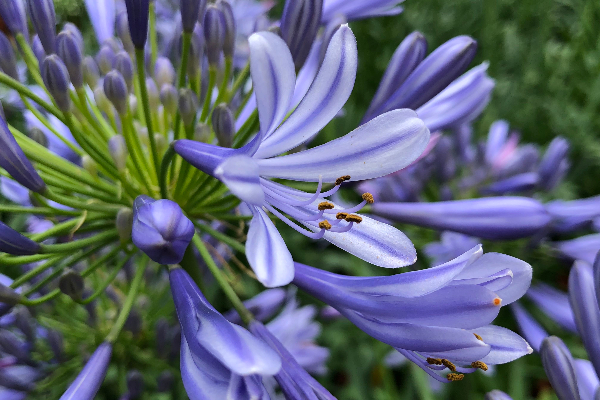 朵朵袖珍的淡紫色筒狀小花。