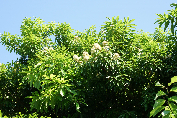 香味四溢的台灣梭羅木，花球滿開。
