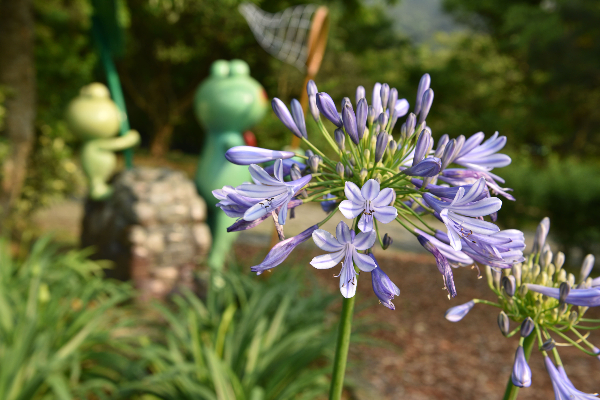 燦爛奪目的愛情花。