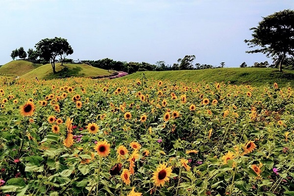 台中后里環保公園向日葵花海綻放。(圖/台中市政府，以下同)