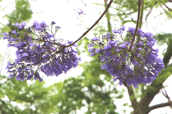 藍花楹的花朵生於枝條，花序密集。
