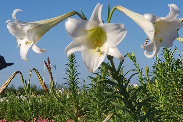 野百合花綻放，白色花朵美麗好拍。(圖/新北市政府，以下同)