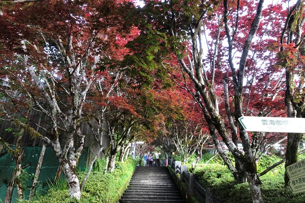 太平山上紫葉槭綻放形成唯美紅葉隧道（圖/羅東林管處）