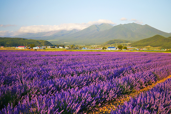 北海道，薰衣草。 (圖／富田農場)