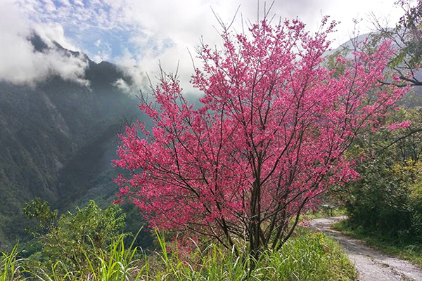 每到櫻花季都吸引許多旅人前來朝聖的櫻花王。 (圖／屏東縣霧臺鄉公所)