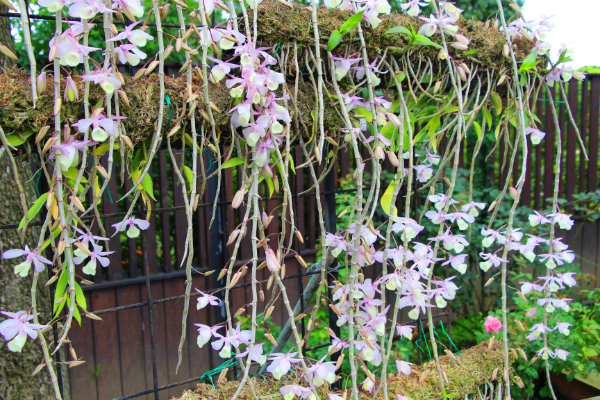 玫瑰園外側牆上滿滿的石斛蘭花苞。