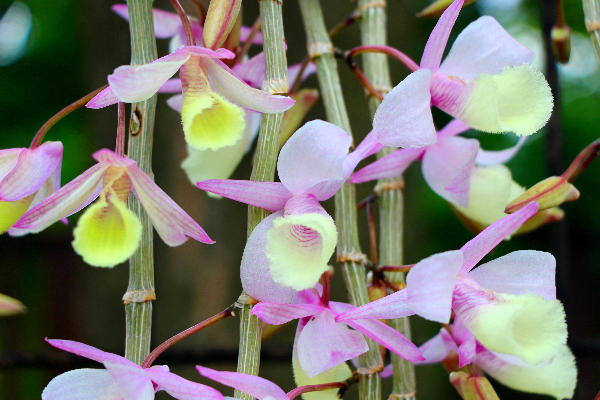 石斛蘭單朵看起來毛茸茸的花朵非常特別。