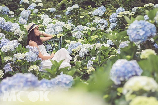 滿山滿谷的藍白繡球花，怎麼拍都好看。 (圖／hsin.t_)