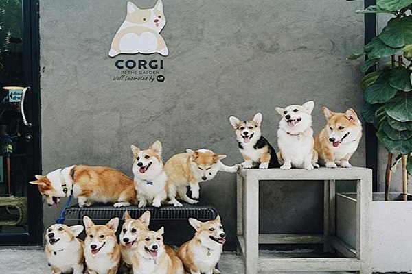 店內的柯基犬高達13隻，每一隻皆有自己的受眾粉絲，十分可愛。(圖/Corgi in the Garden)
