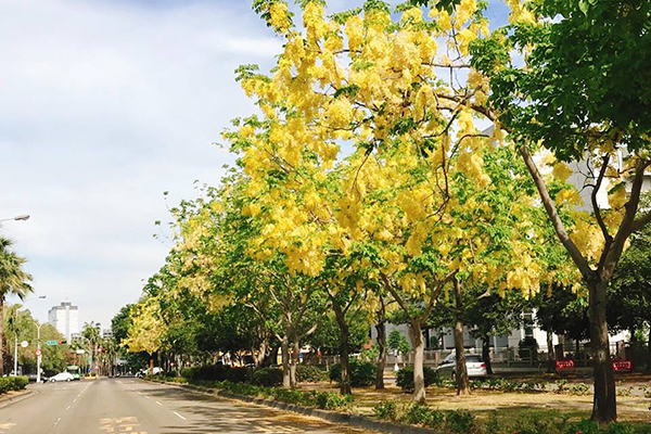 台中興大路為阿勃勒的賞花熱點(圖／台中市政府，以下同)