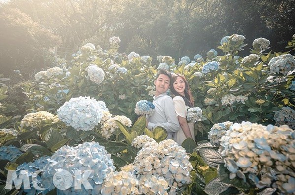 情侶一同在圓澎澎的繡球花叢中拍照，夢幻浪漫氣氛滿滿。(圖／kevin_hsieh_1013)